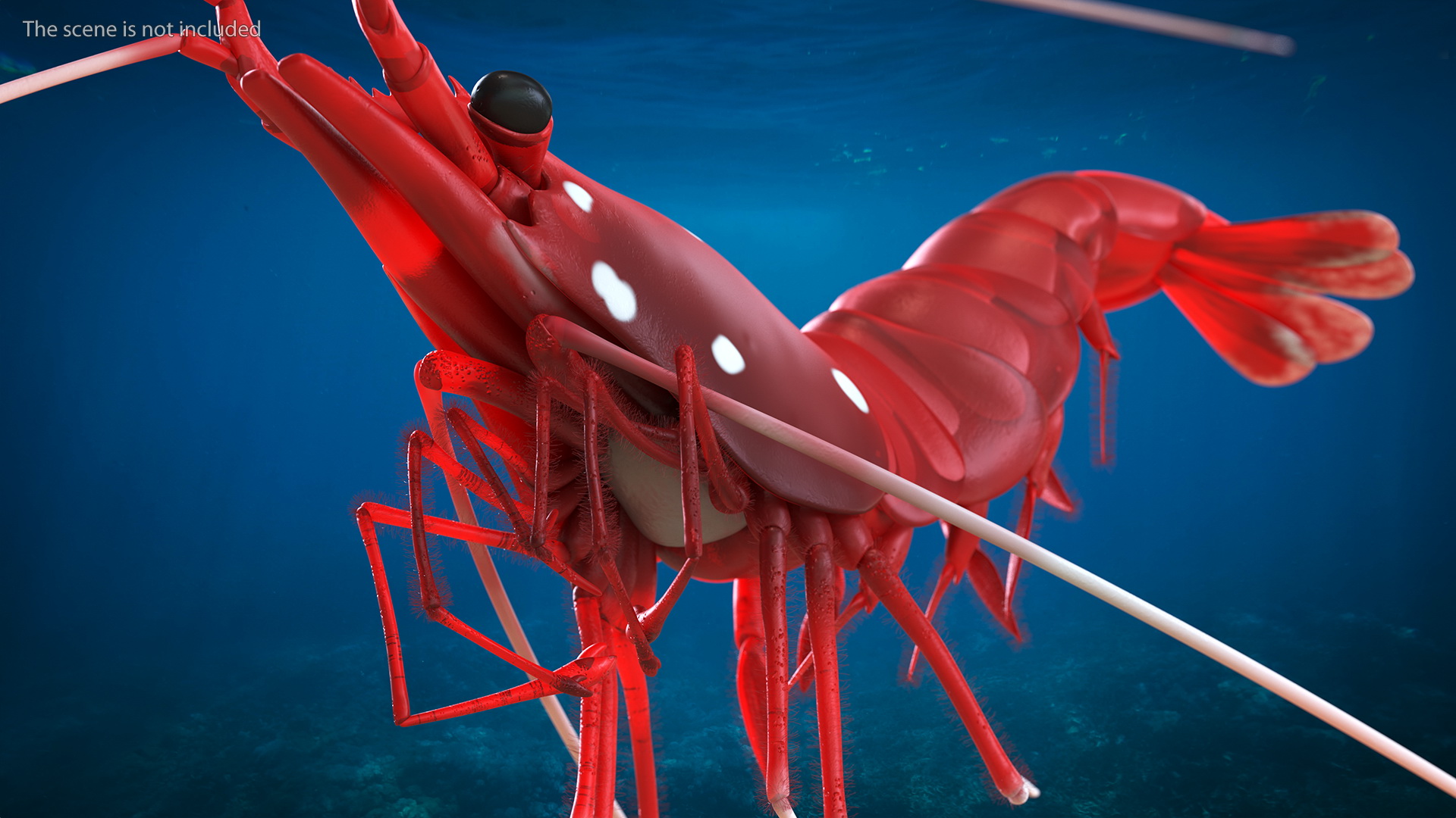 3D model Fire Shrimp Fur