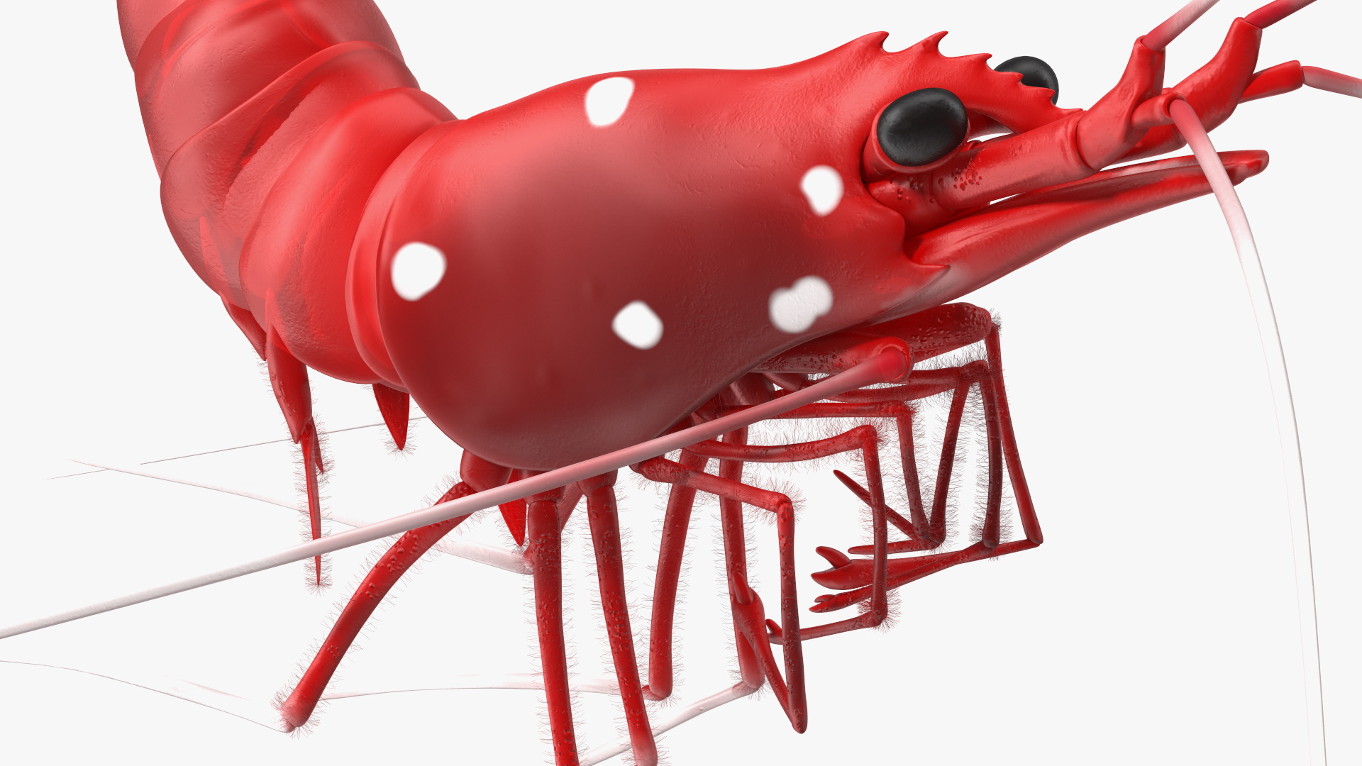 3D model Fire Shrimp Fur