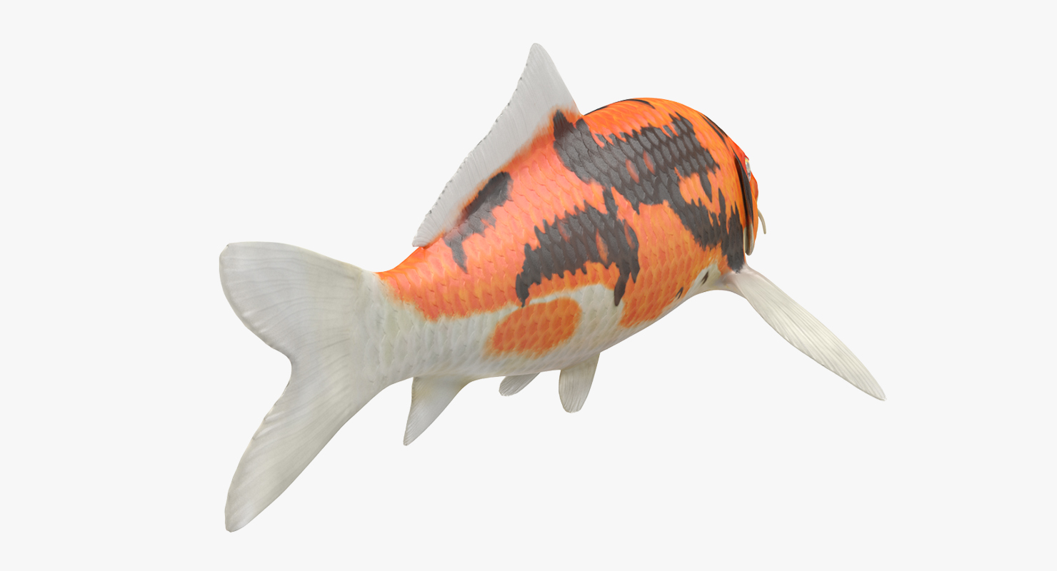 3D model Koi Fish