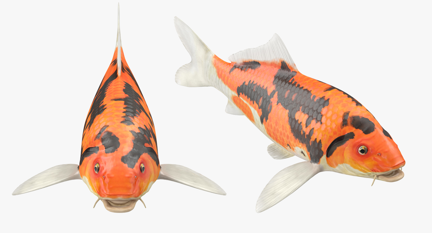 3D model Koi Fish