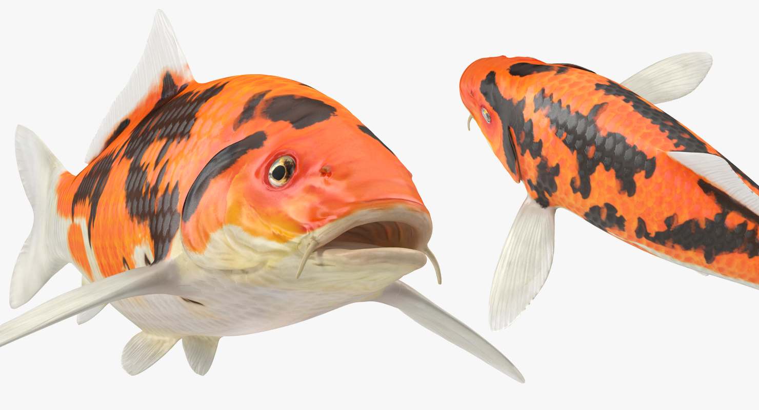 3D model Koi Fish