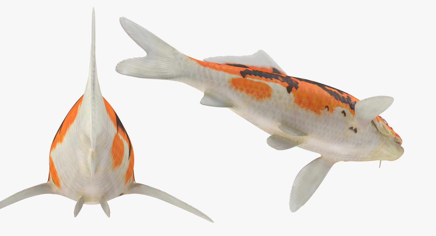 3D model Koi Fish