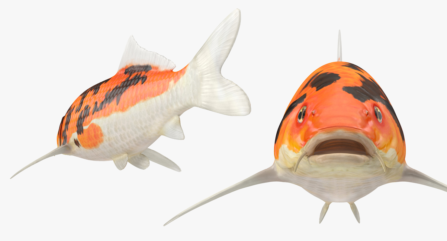 3D model Koi Fish