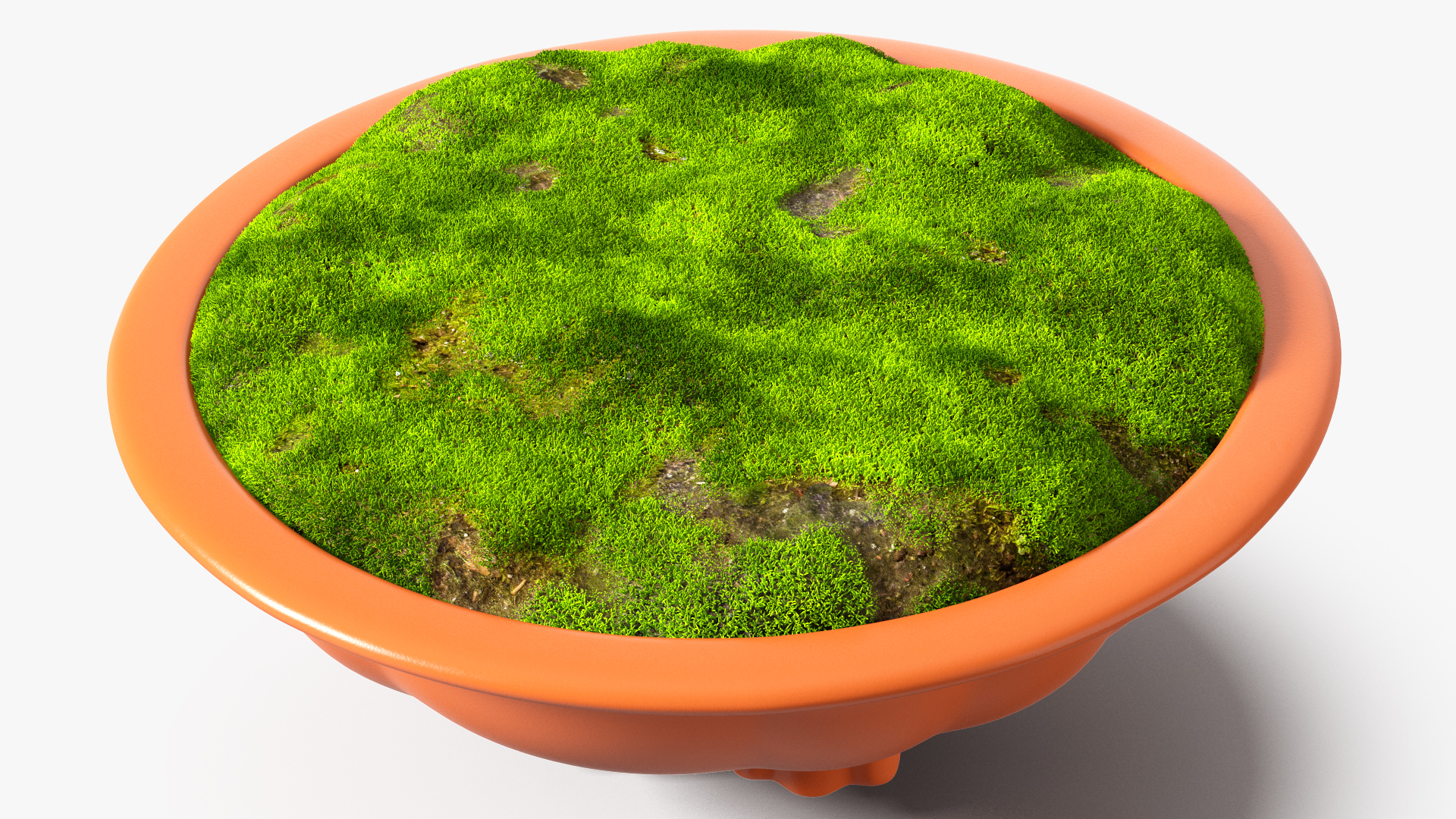 Flower Pot with Soil Fur 3D model