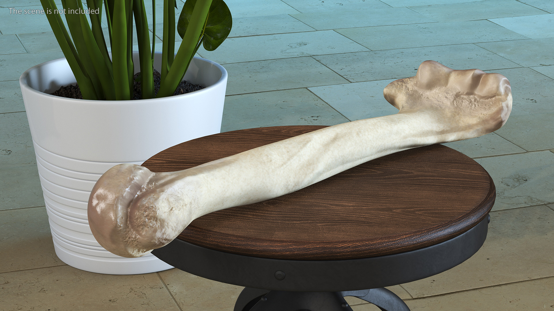 3D model Bone