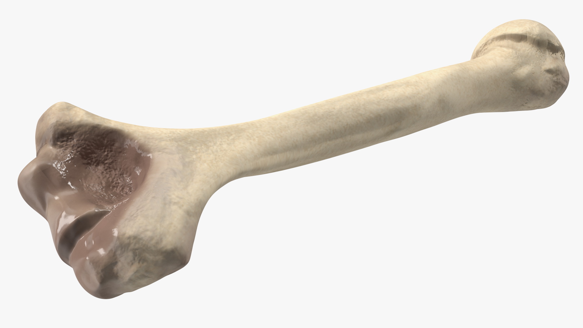 3D model Bone