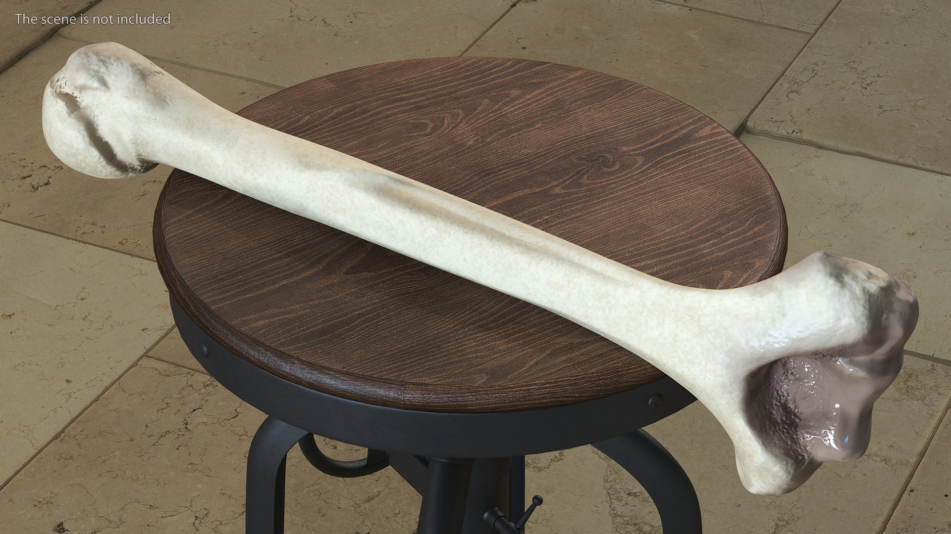 3D model Bone