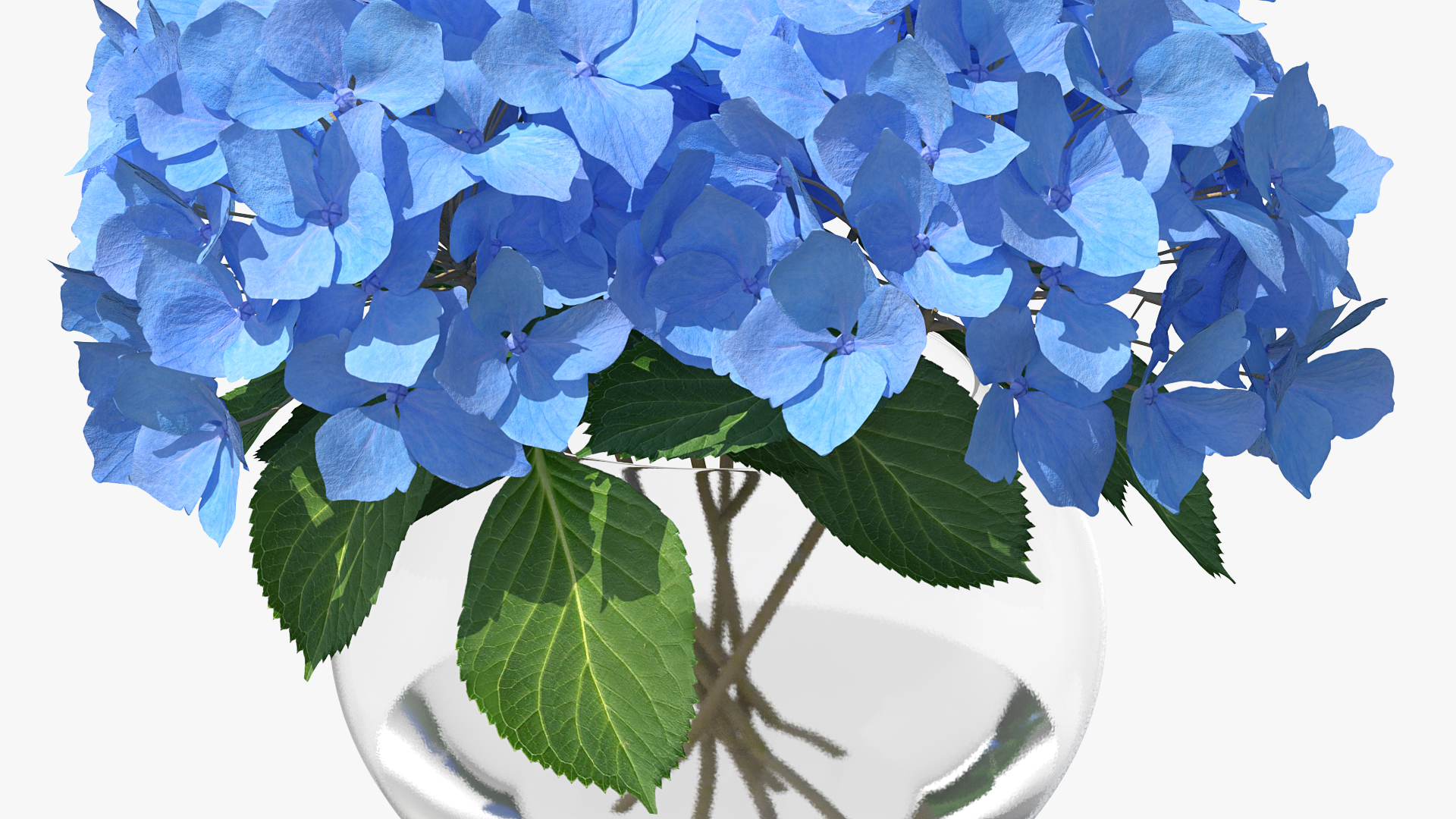 3D Hydrangea Macrophylla Nikko Blue in Glass Bowl