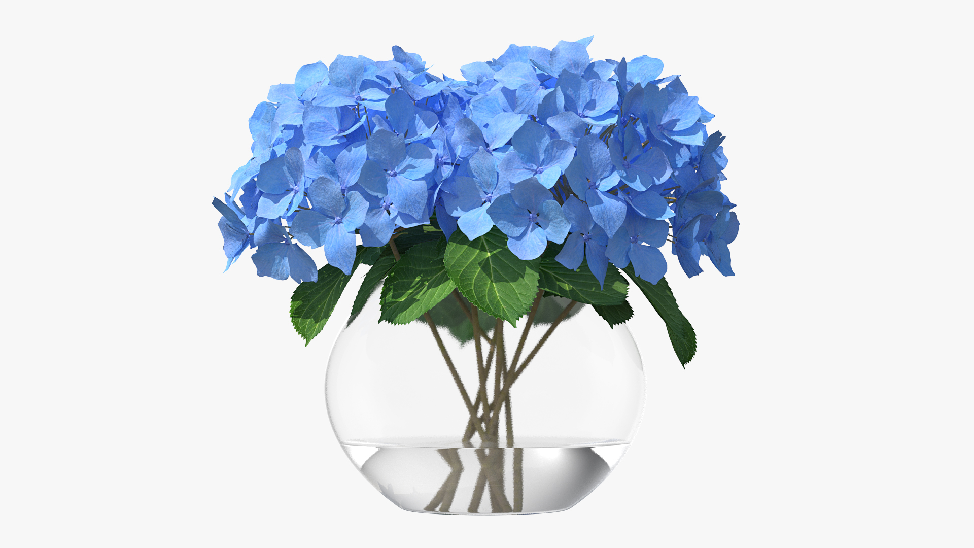 3D Hydrangea Macrophylla Nikko Blue in Glass Bowl