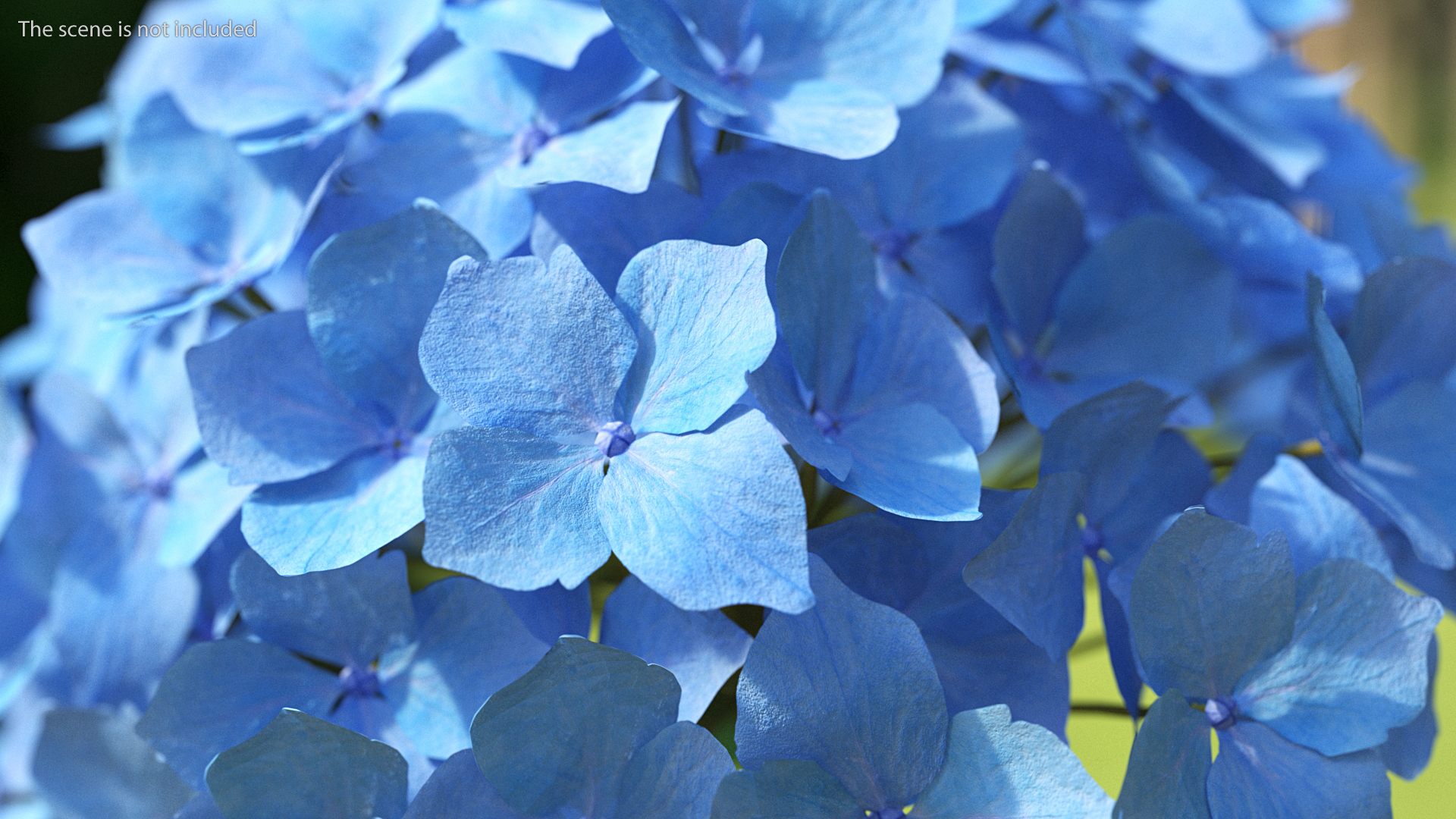 3D Hydrangea Macrophylla Nikko Blue in Glass Bowl