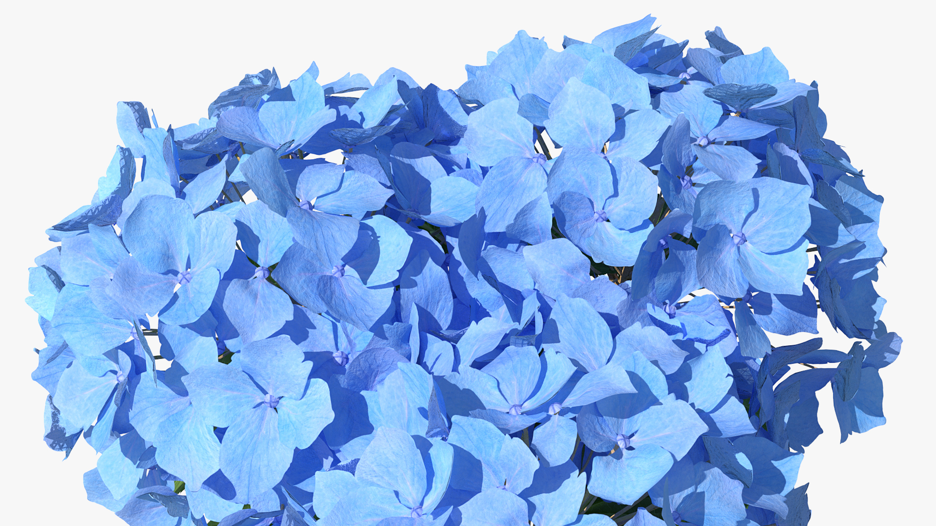 3D Hydrangea Macrophylla Nikko Blue in Glass Bowl