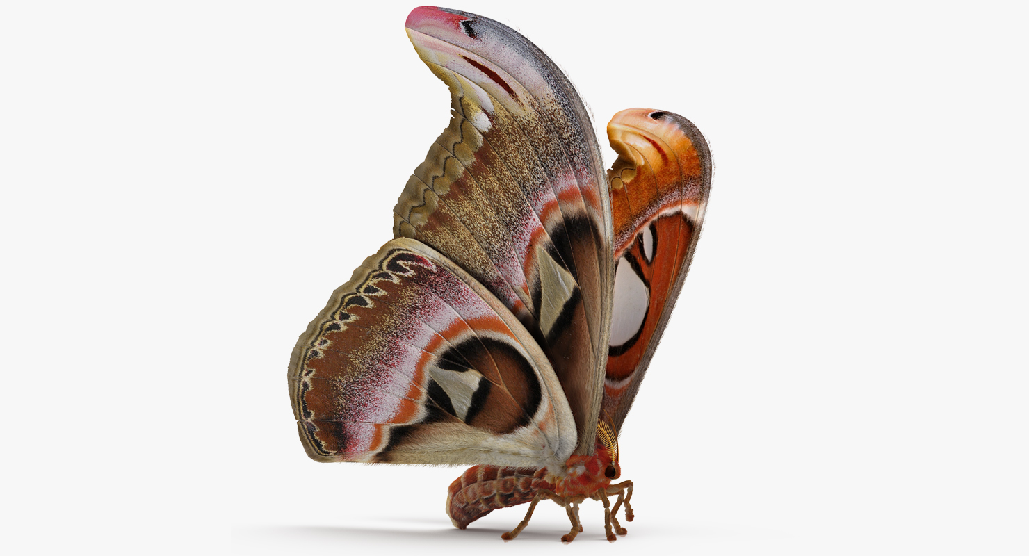 Saturniid Moth Attacus Atlas with Fur 3D