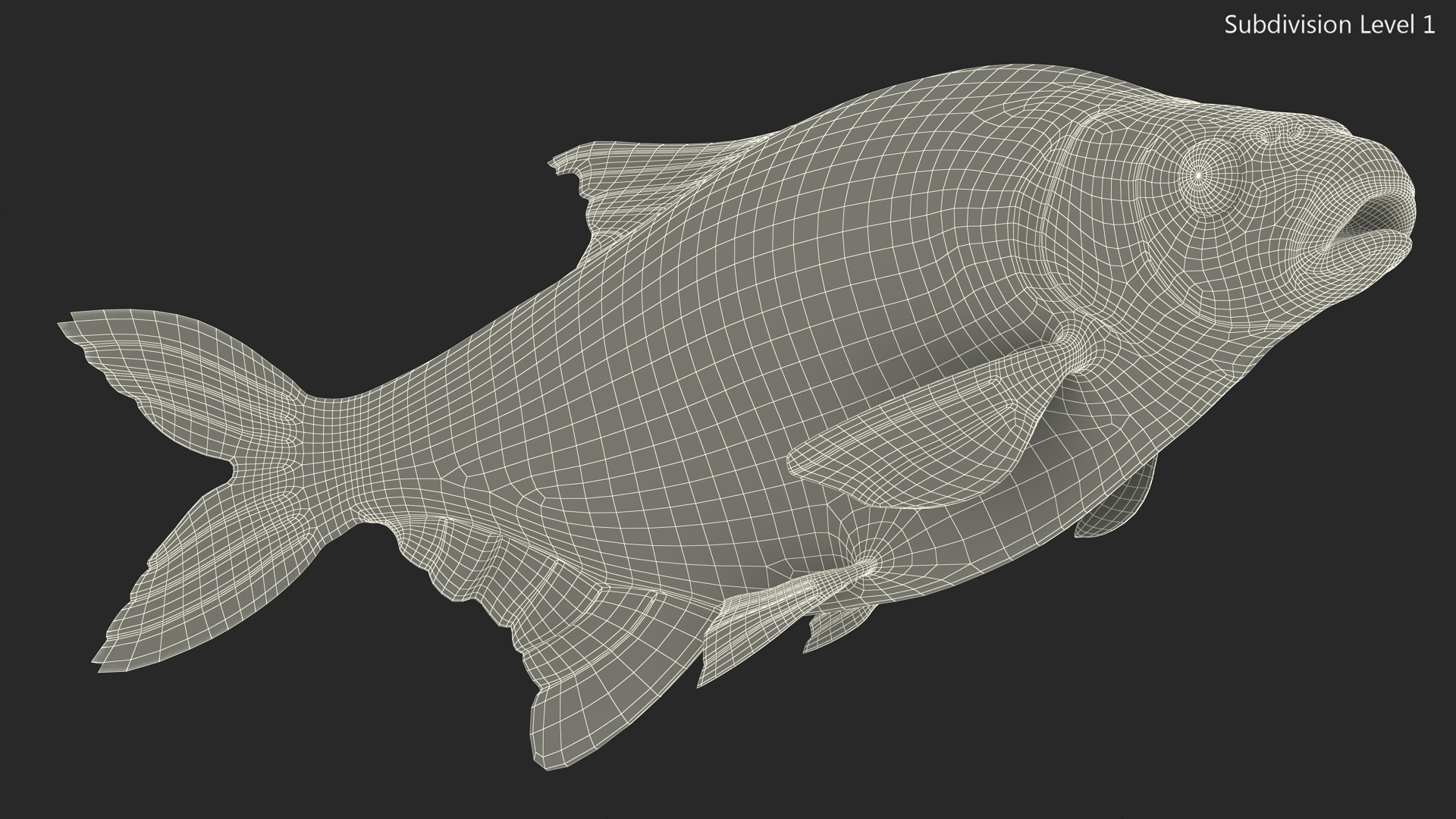 3D Swimming Bronze Bream Fish