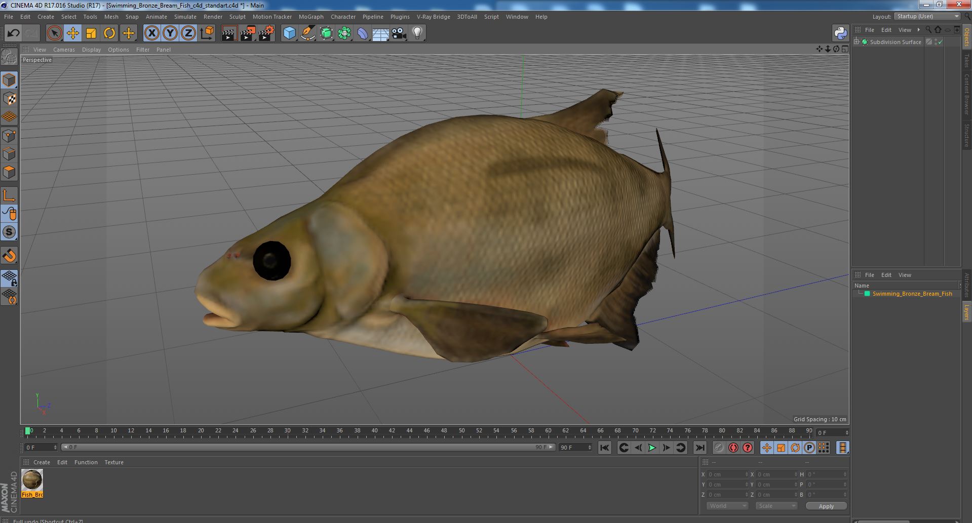 3D Swimming Bronze Bream Fish