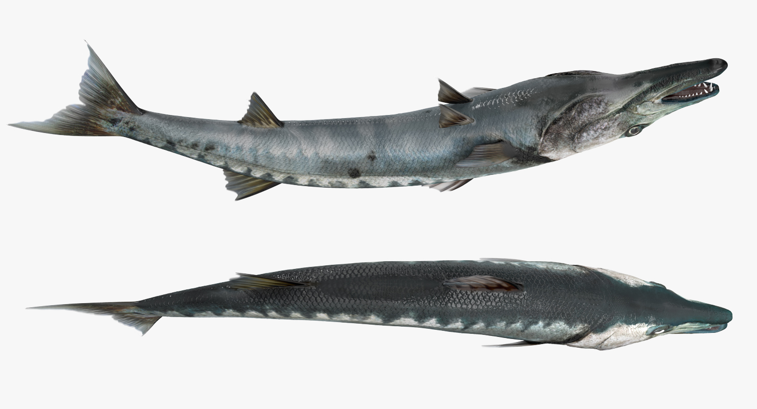 3D Barracuda Fish Pose 2