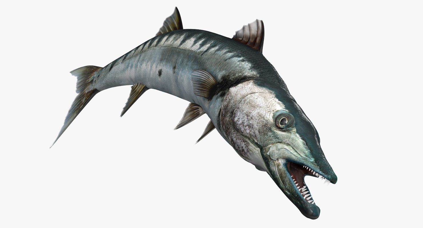 3D Barracuda Fish Pose 2