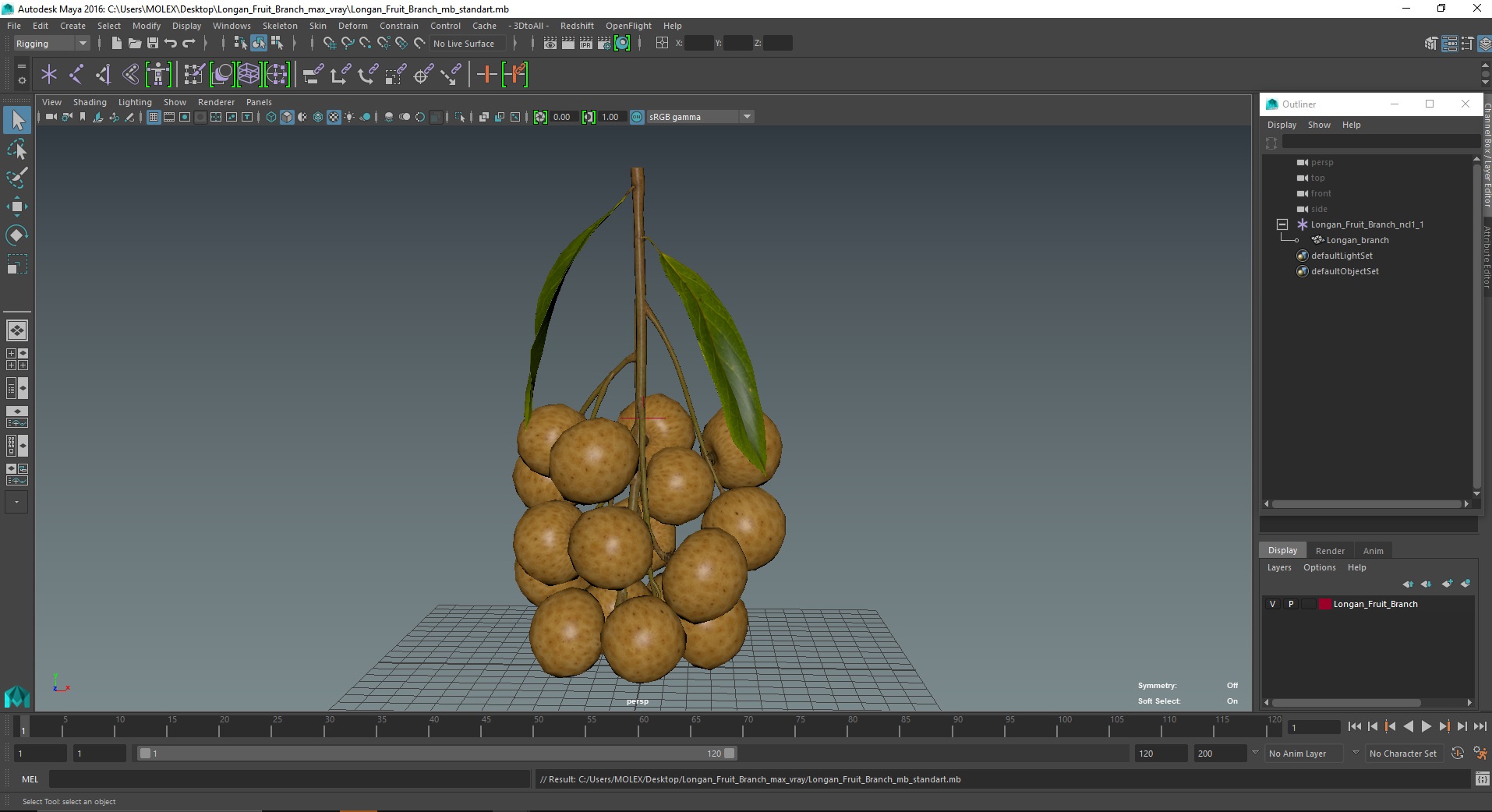 Longan Fruit Branch 3D model