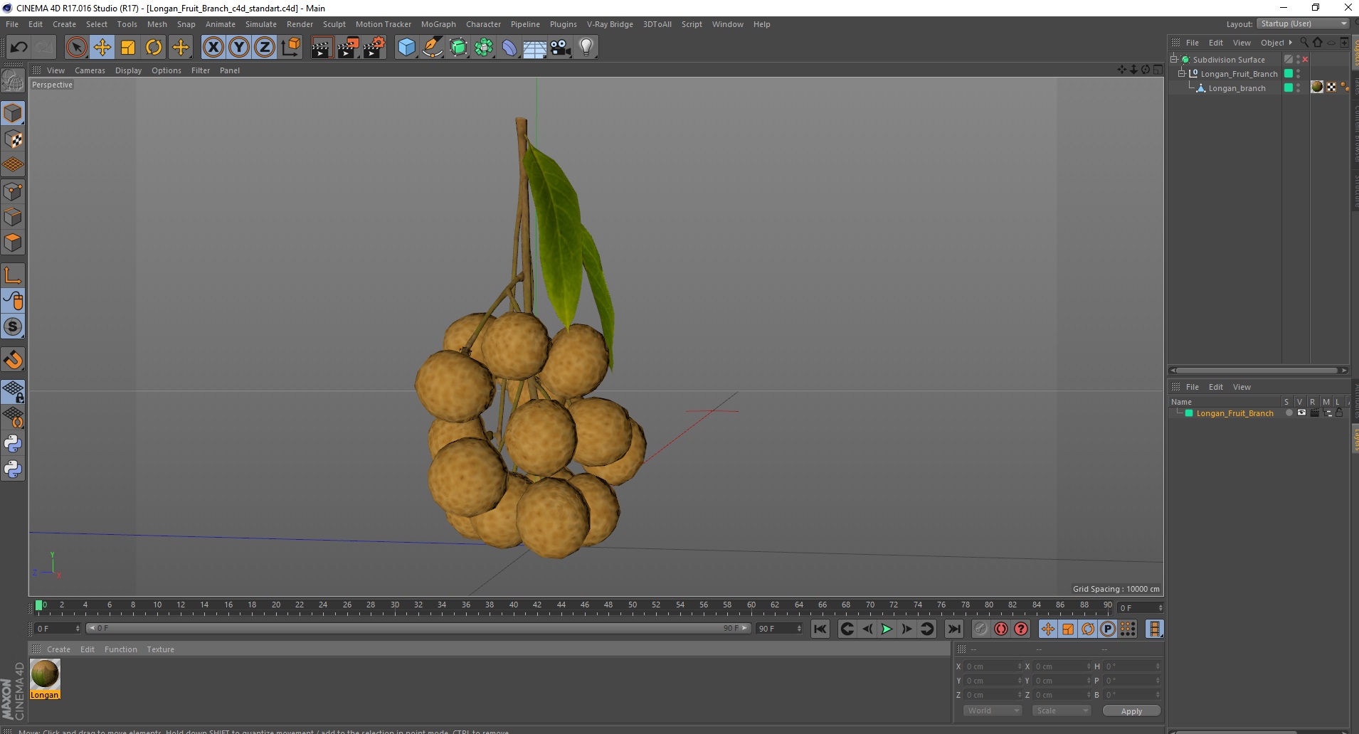 Longan Fruit Branch 3D model