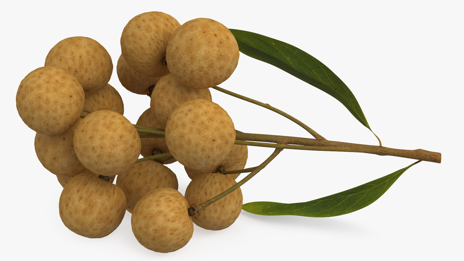 Longan Fruit Branch 3D model