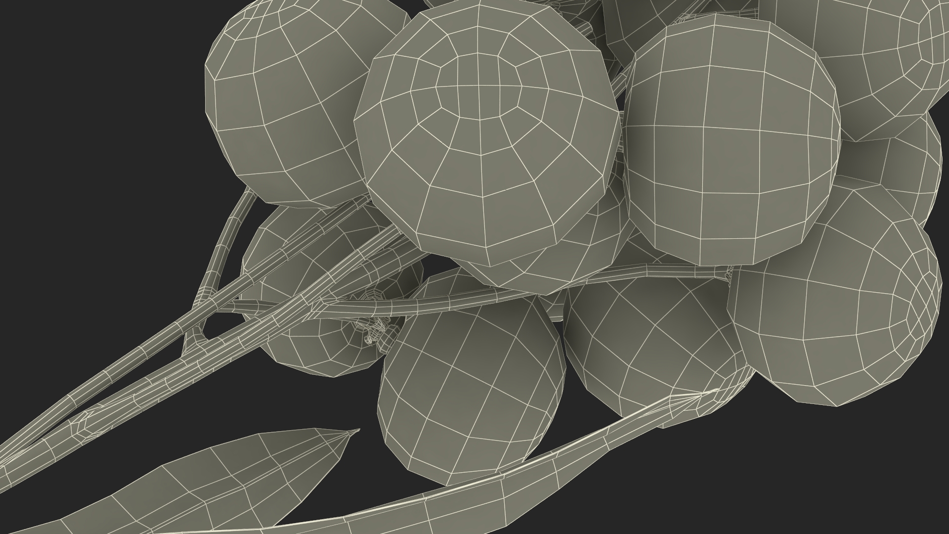 Longan Fruit Branch 3D model