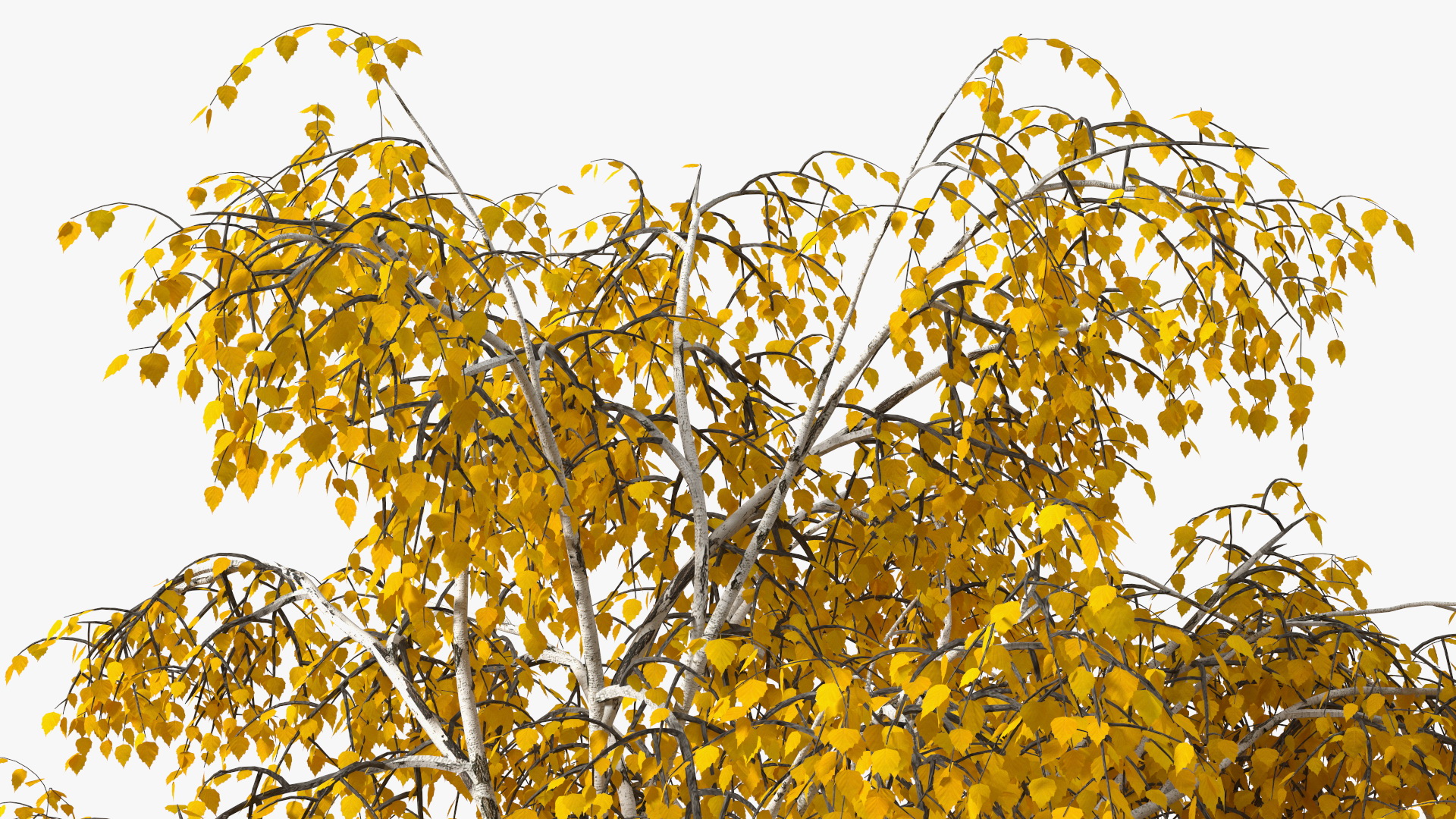 Silver Birch Yellow Tree 3D model