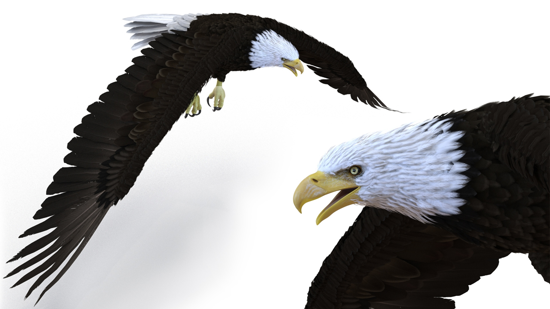 3D Realistic Bald Eagle Animated Rigged