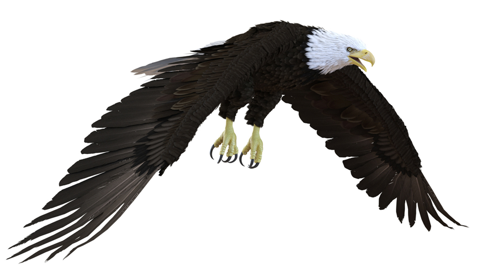 3D Realistic Bald Eagle Animated Rigged