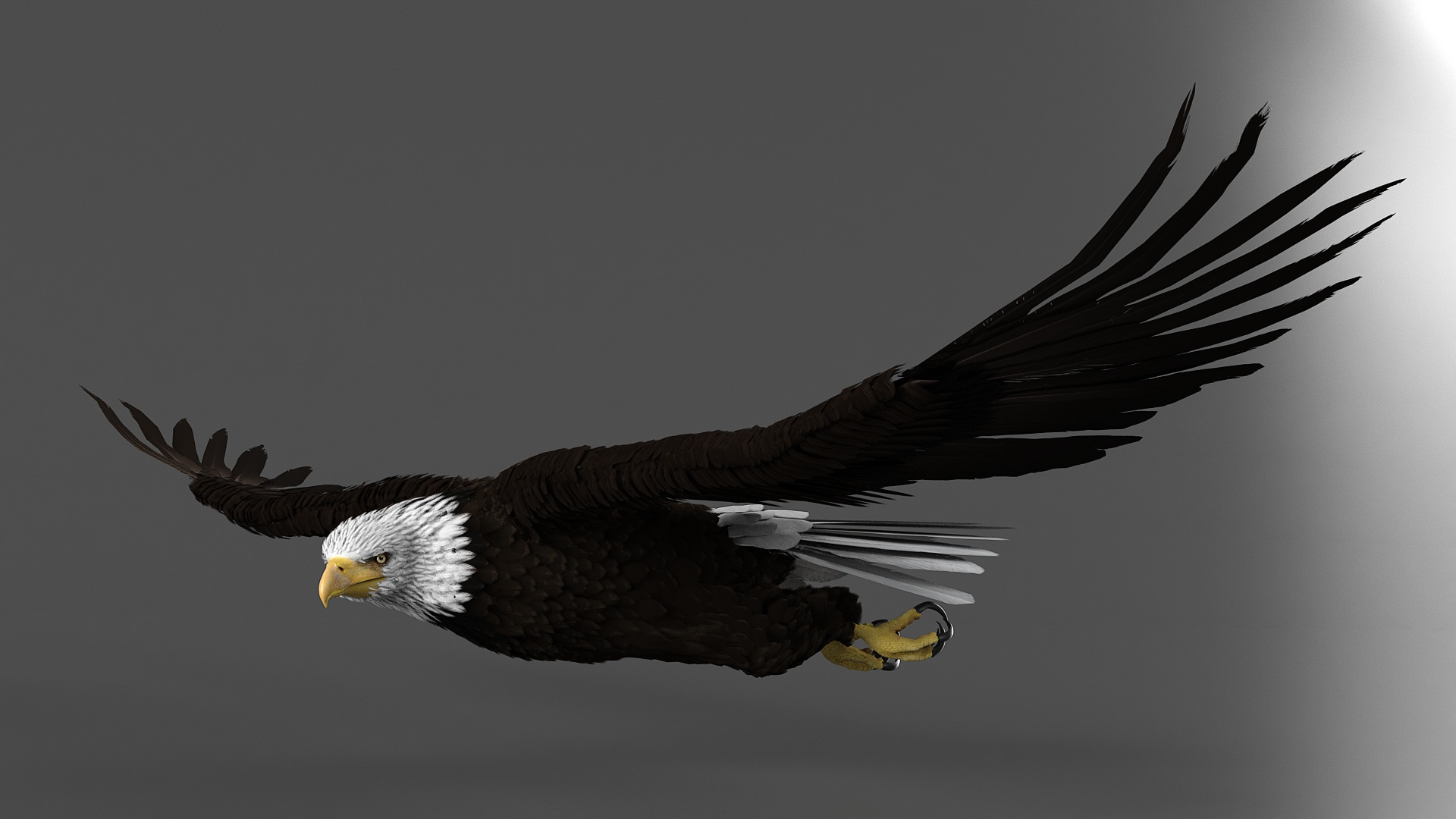 3D Realistic Bald Eagle Animated Rigged