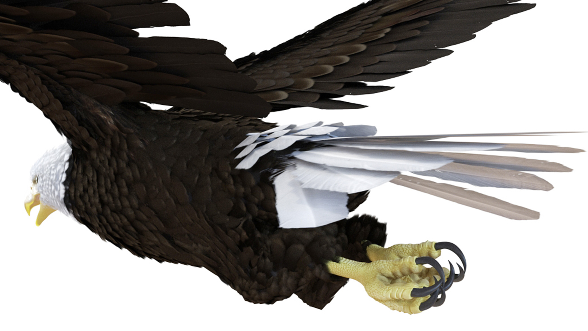 3D Realistic Bald Eagle Animated Rigged