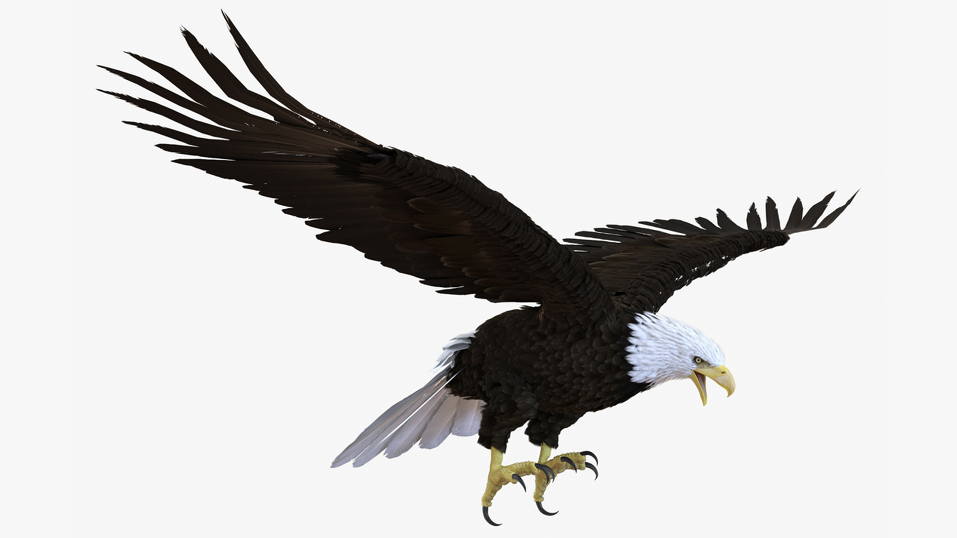 3D Realistic Bald Eagle Animated Rigged