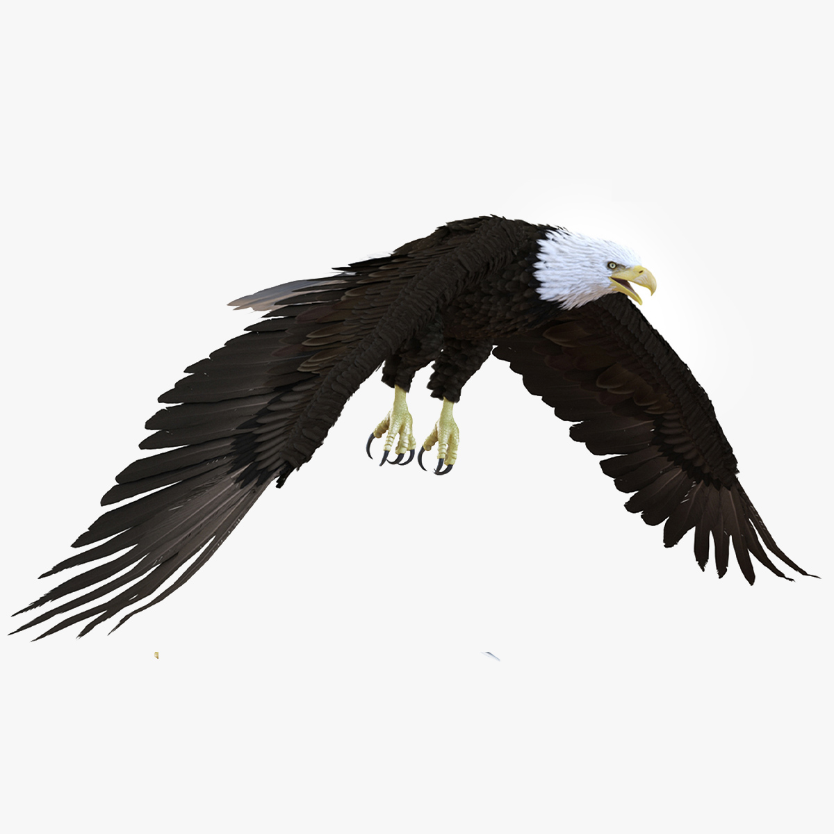 3D Realistic Bald Eagle Animated Rigged