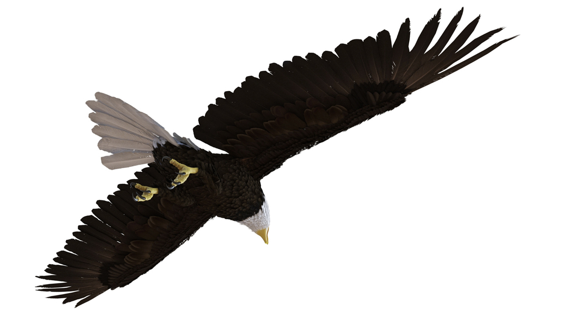 3D Realistic Bald Eagle Animated Rigged