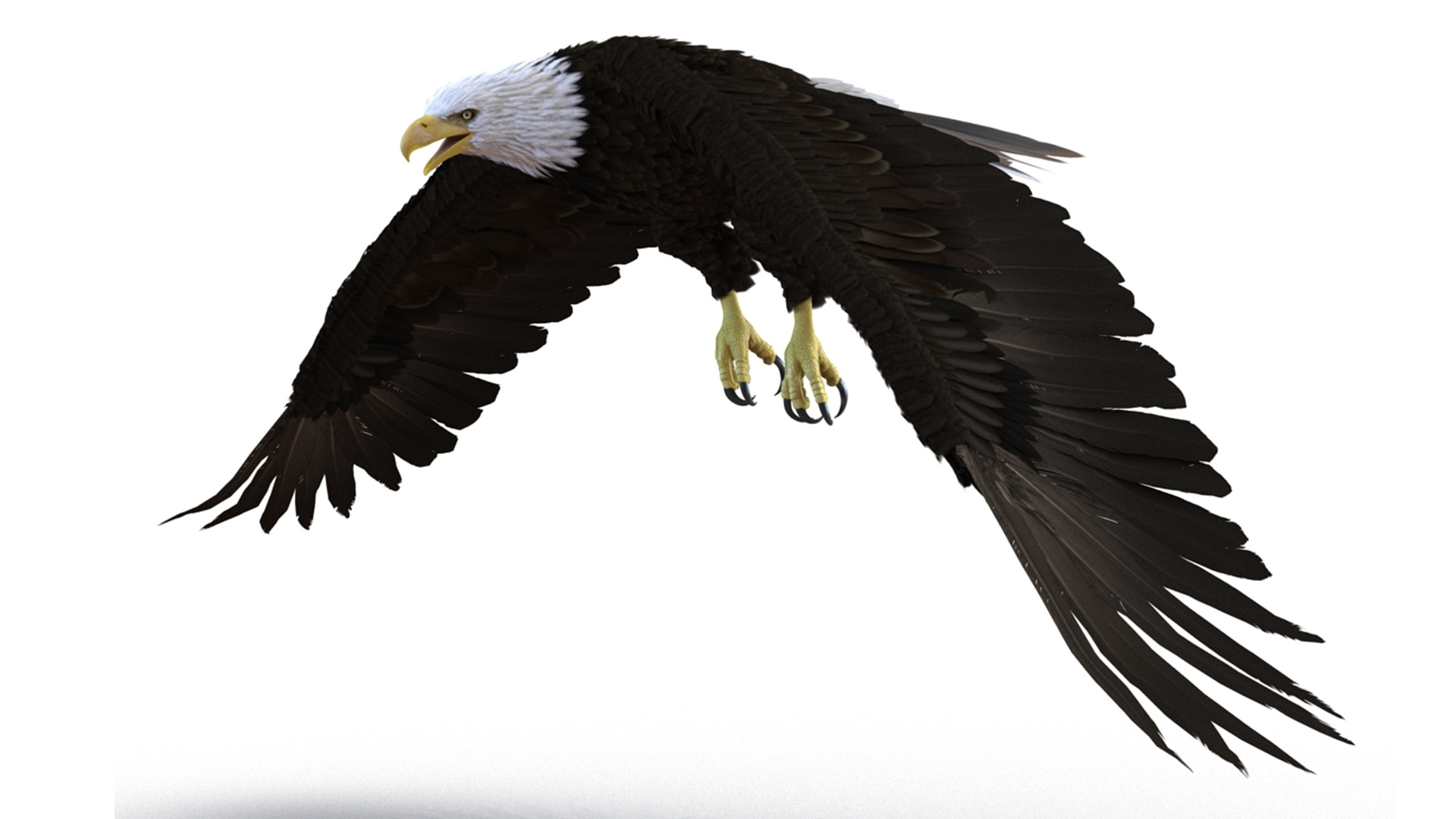 3D Realistic Bald Eagle Animated Rigged