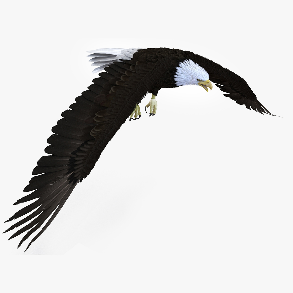 3D Realistic Bald Eagle Animated Rigged