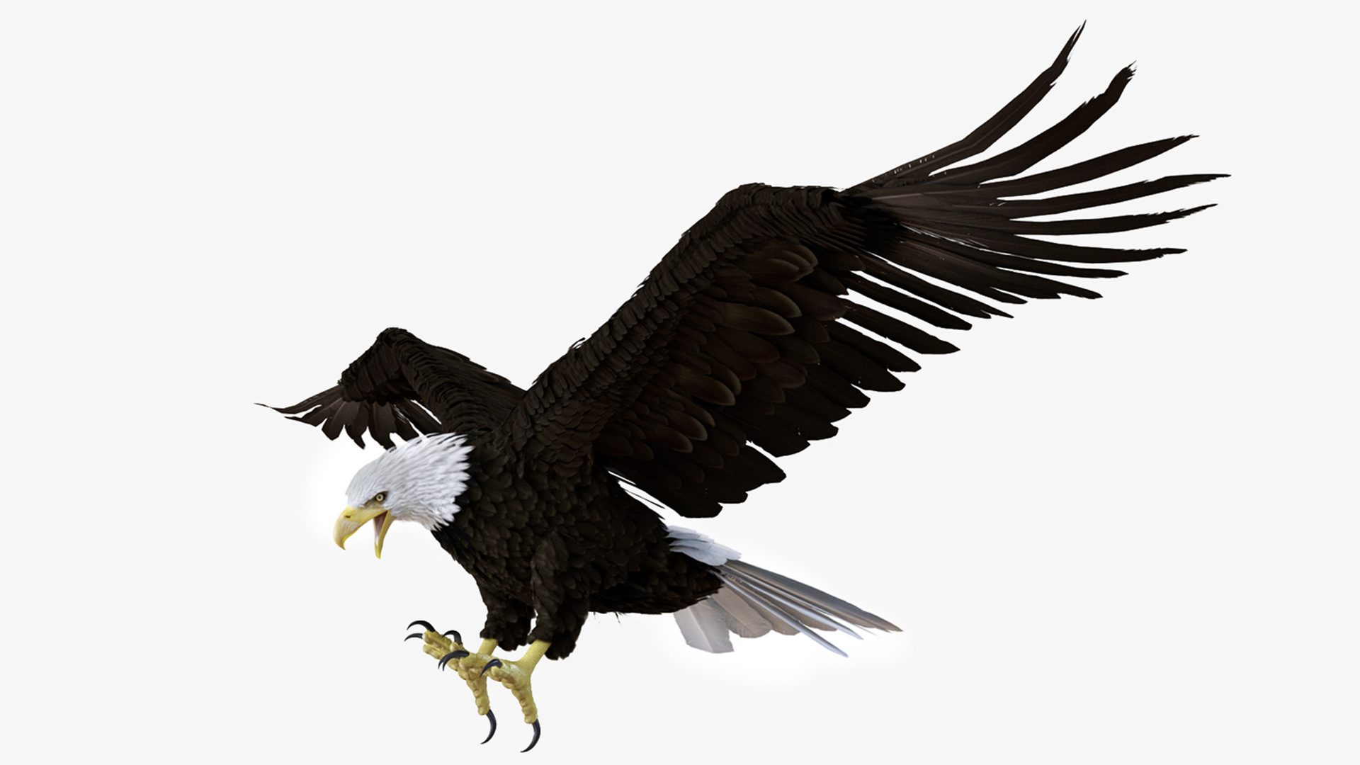 3D Realistic Bald Eagle Animated Rigged