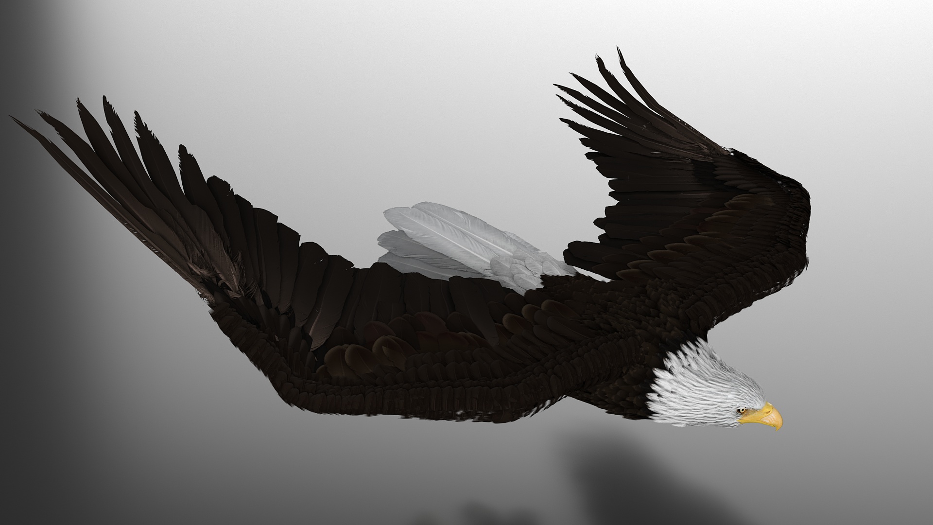 3D Realistic Bald Eagle Animated Rigged