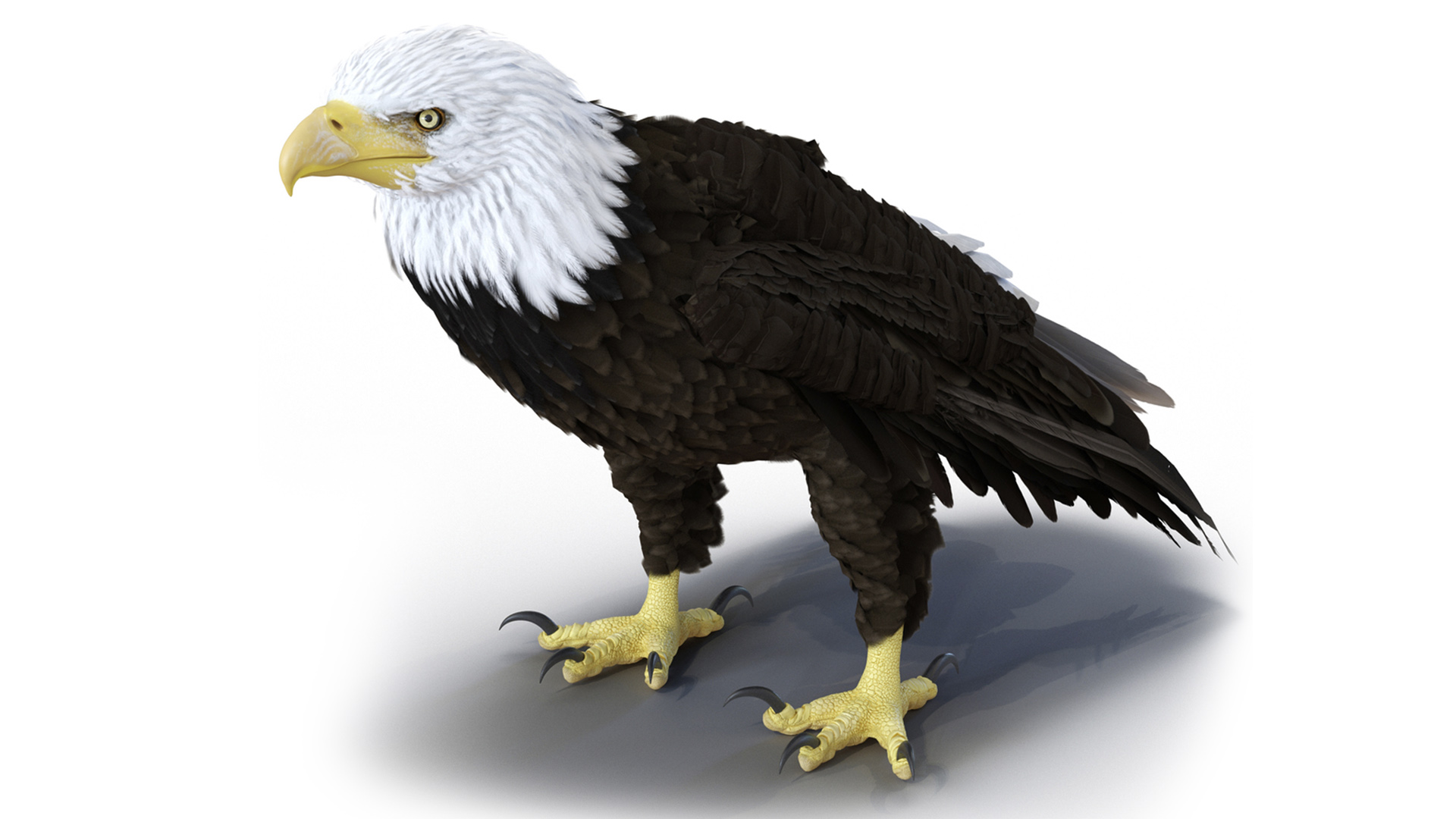 3D Realistic Bald Eagle Animated Rigged