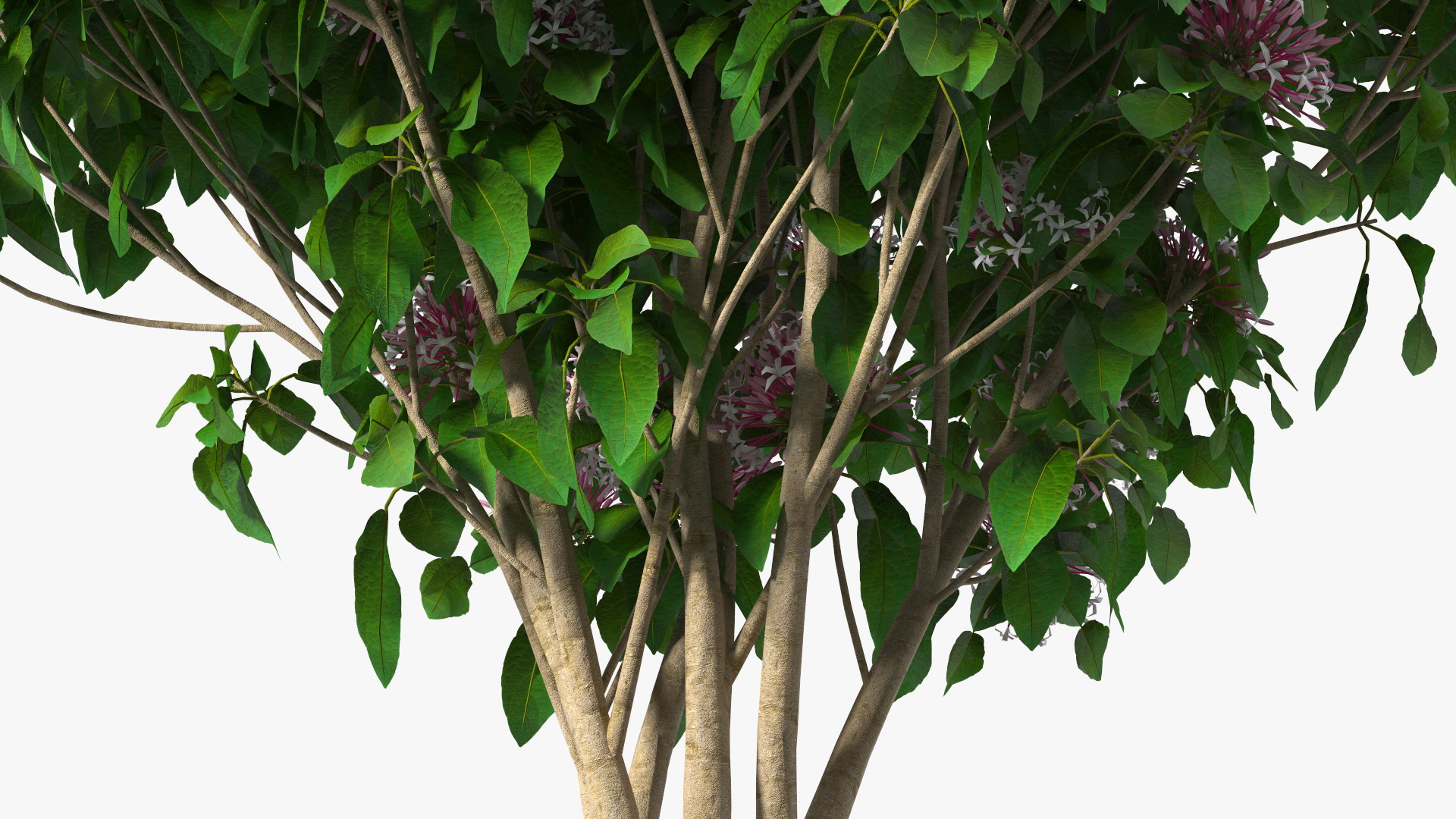 Bronze Leaved Clerodendrum Flowering Plant 3D