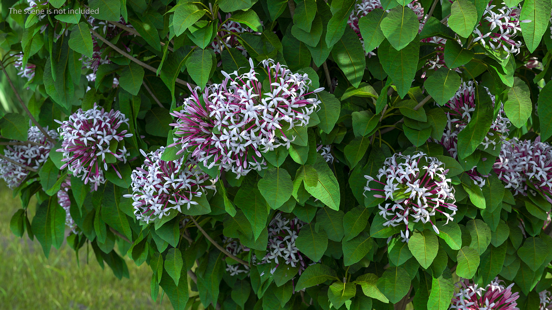 Bronze Leaved Clerodendrum Flowering Plant 3D