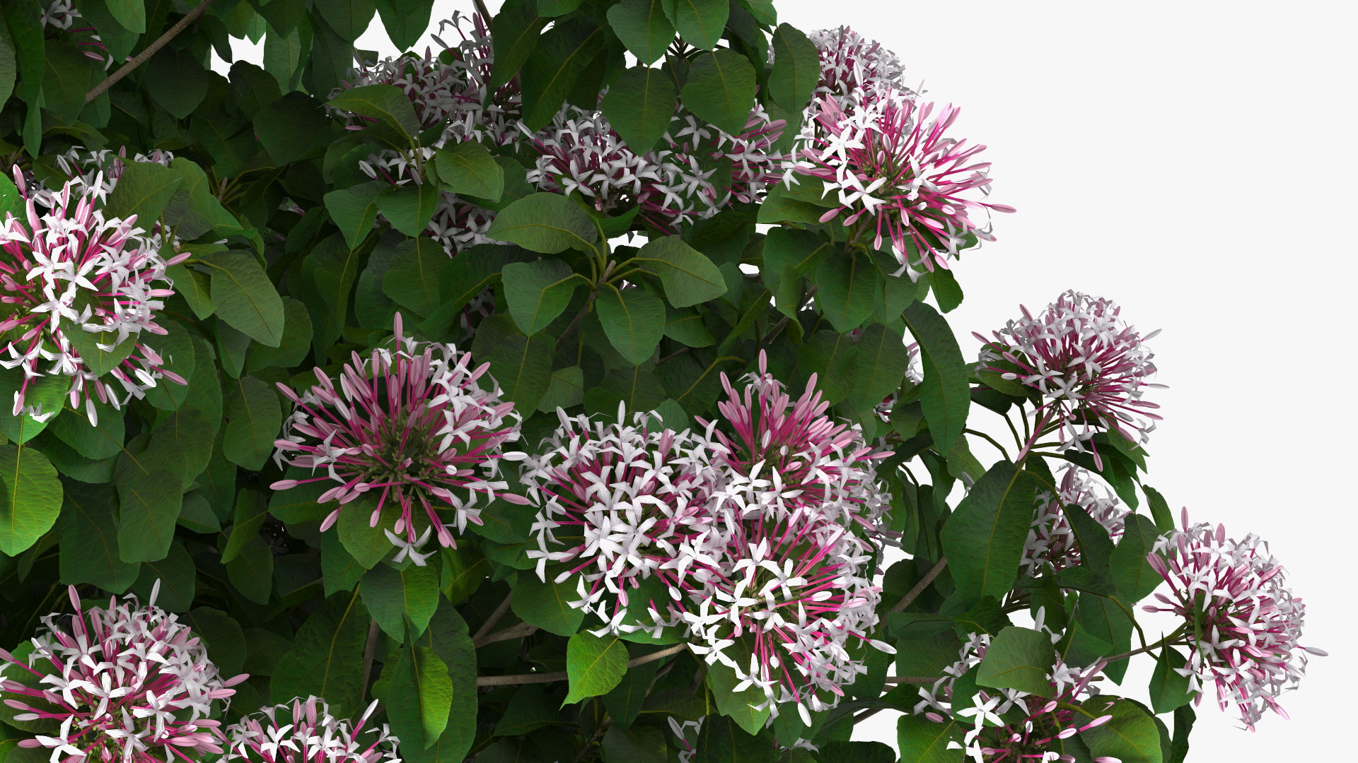 Bronze Leaved Clerodendrum Flowering Plant 3D