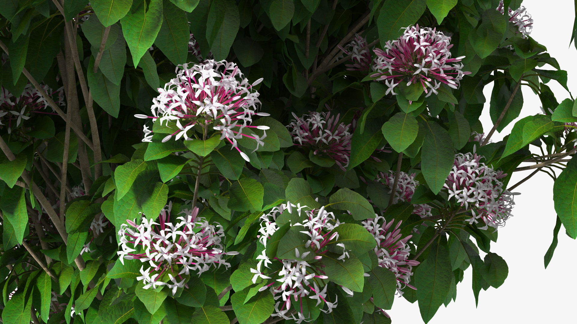 Bronze Leaved Clerodendrum Flowering Plant 3D