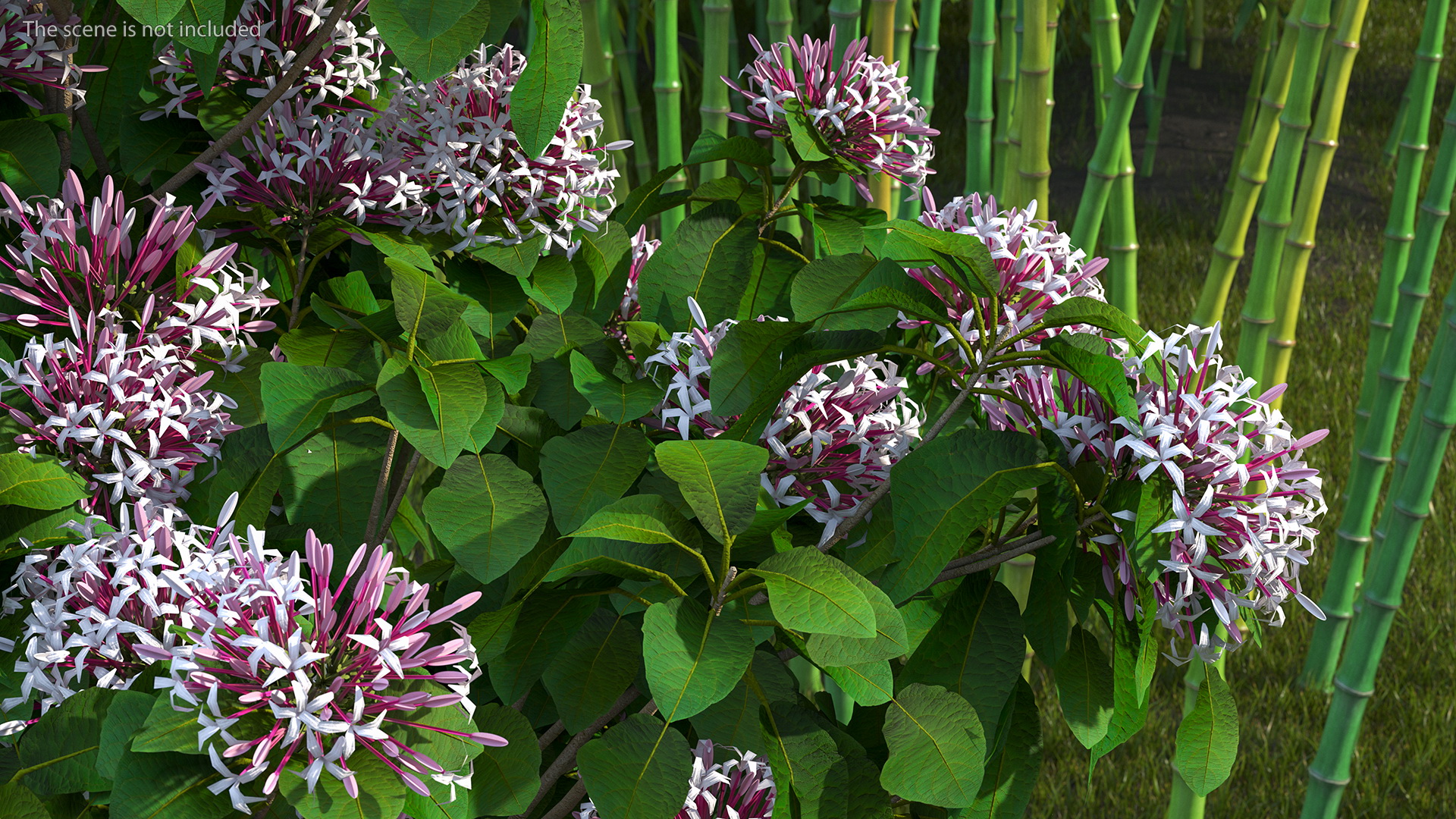 Bronze Leaved Clerodendrum Flowering Plant 3D