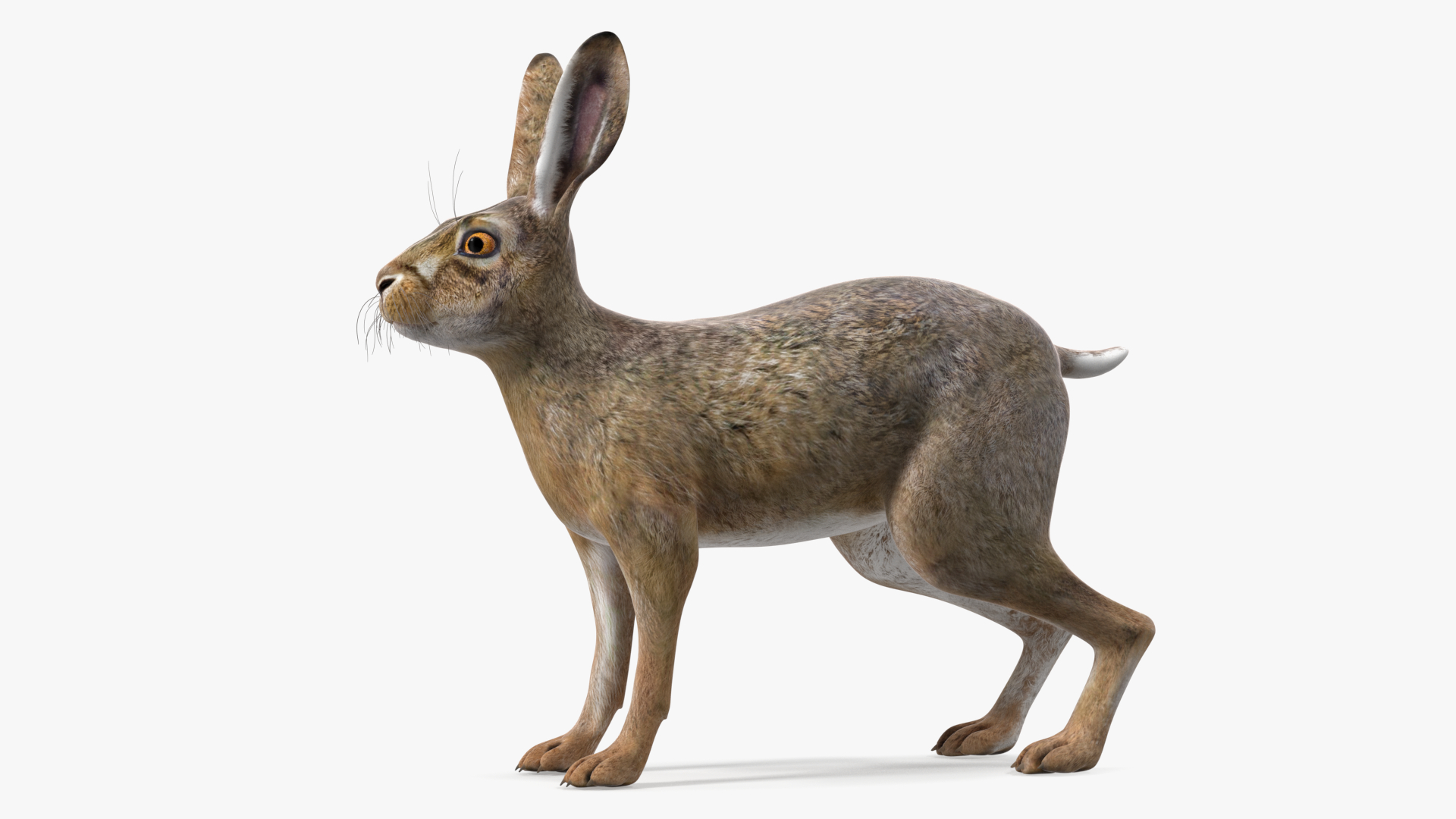 3D European Hare model