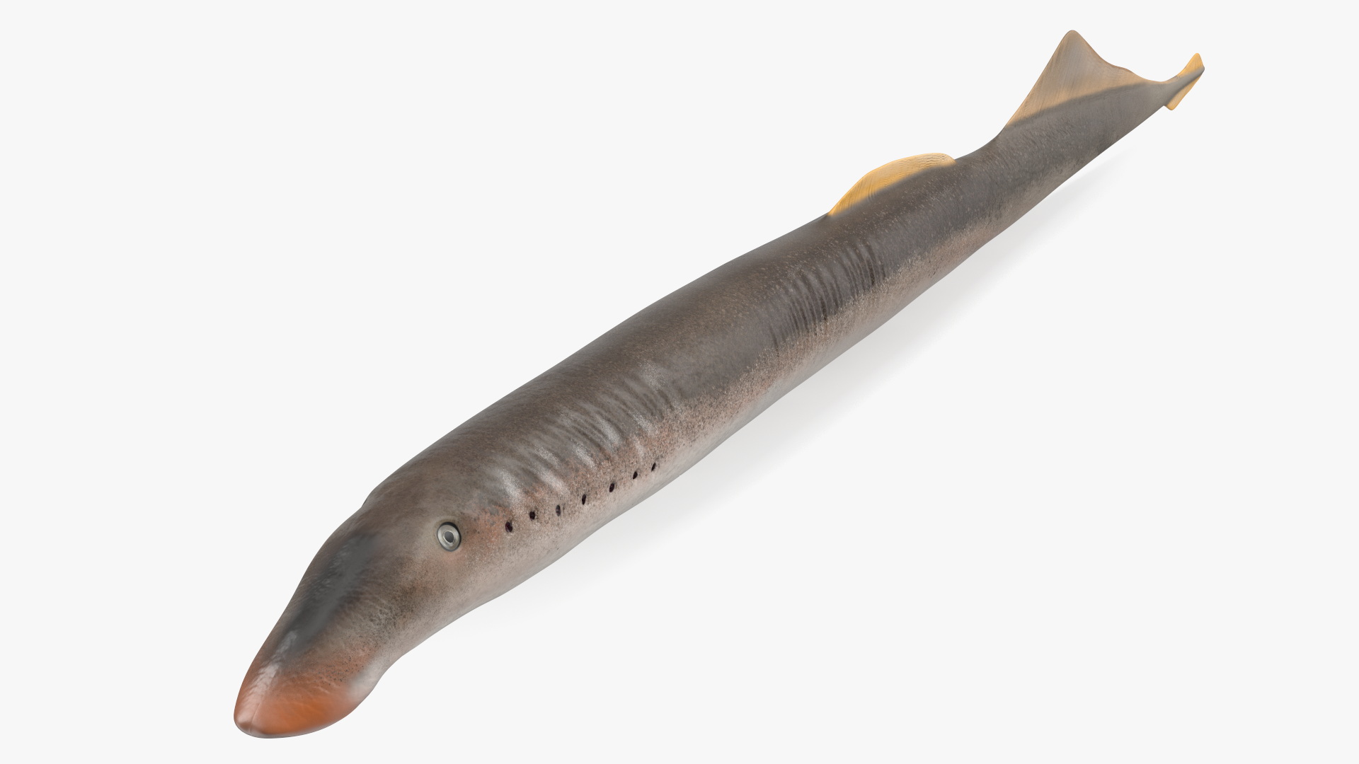 Lamprey Eel Basic Pose 3D