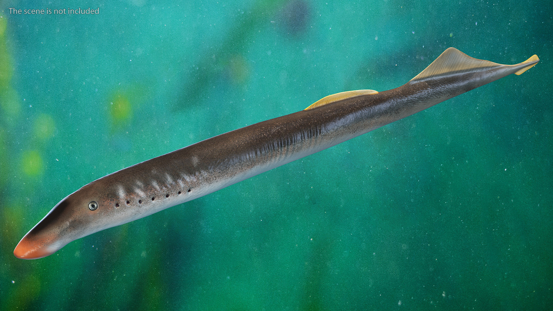 Lamprey Eel Basic Pose 3D