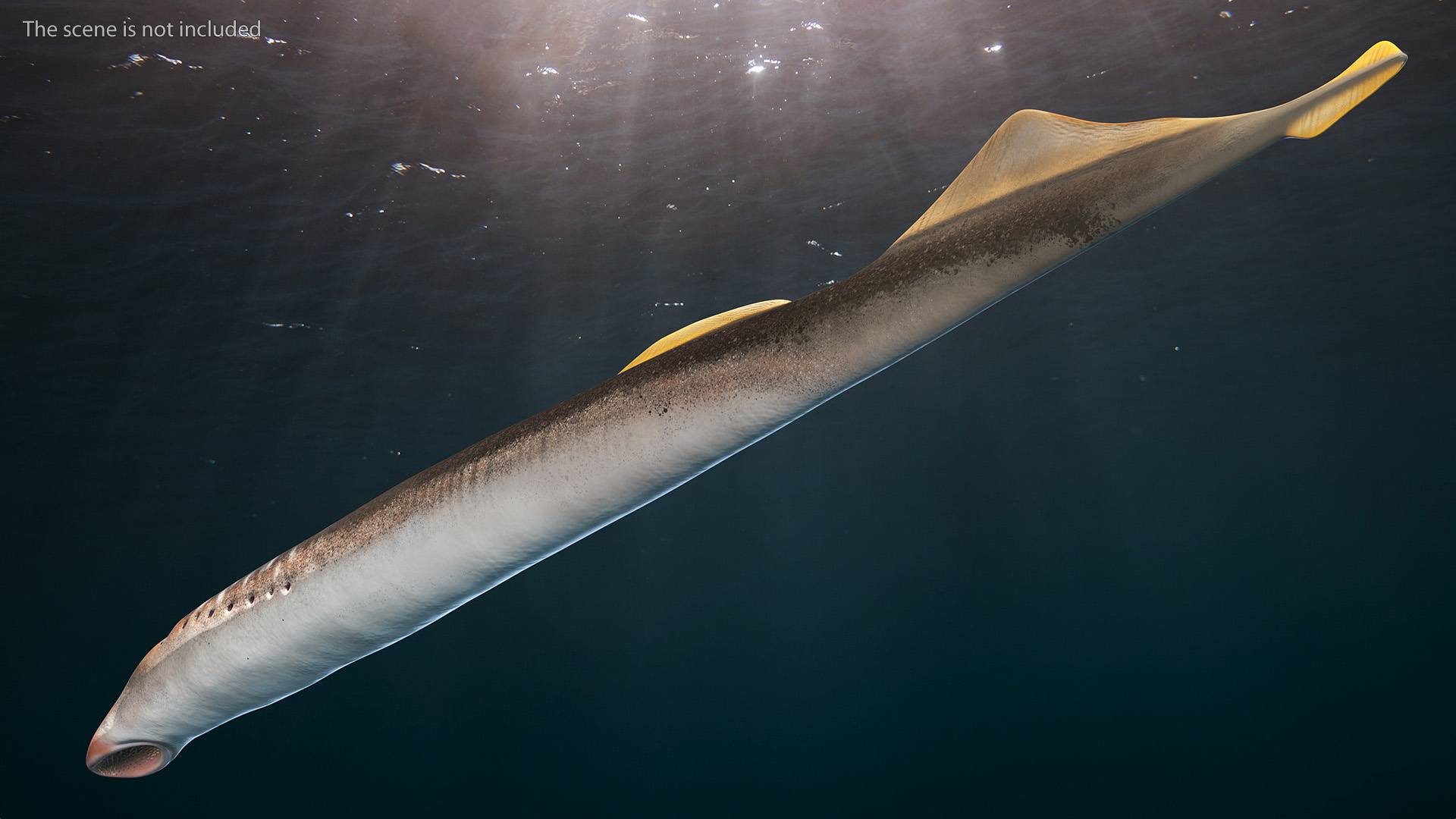 Lamprey Eel Basic Pose 3D