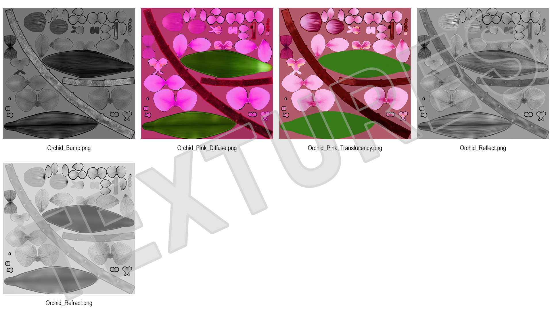 Pink Phalaenopsis Orchid 3D model