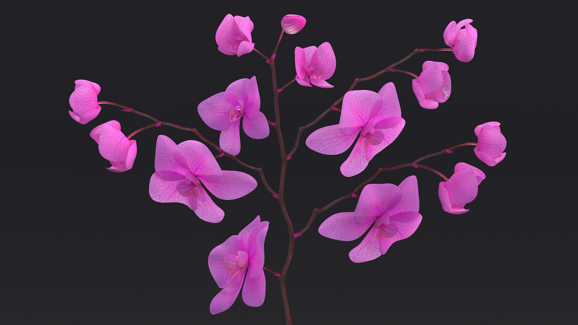 Pink Phalaenopsis Orchid 3D model