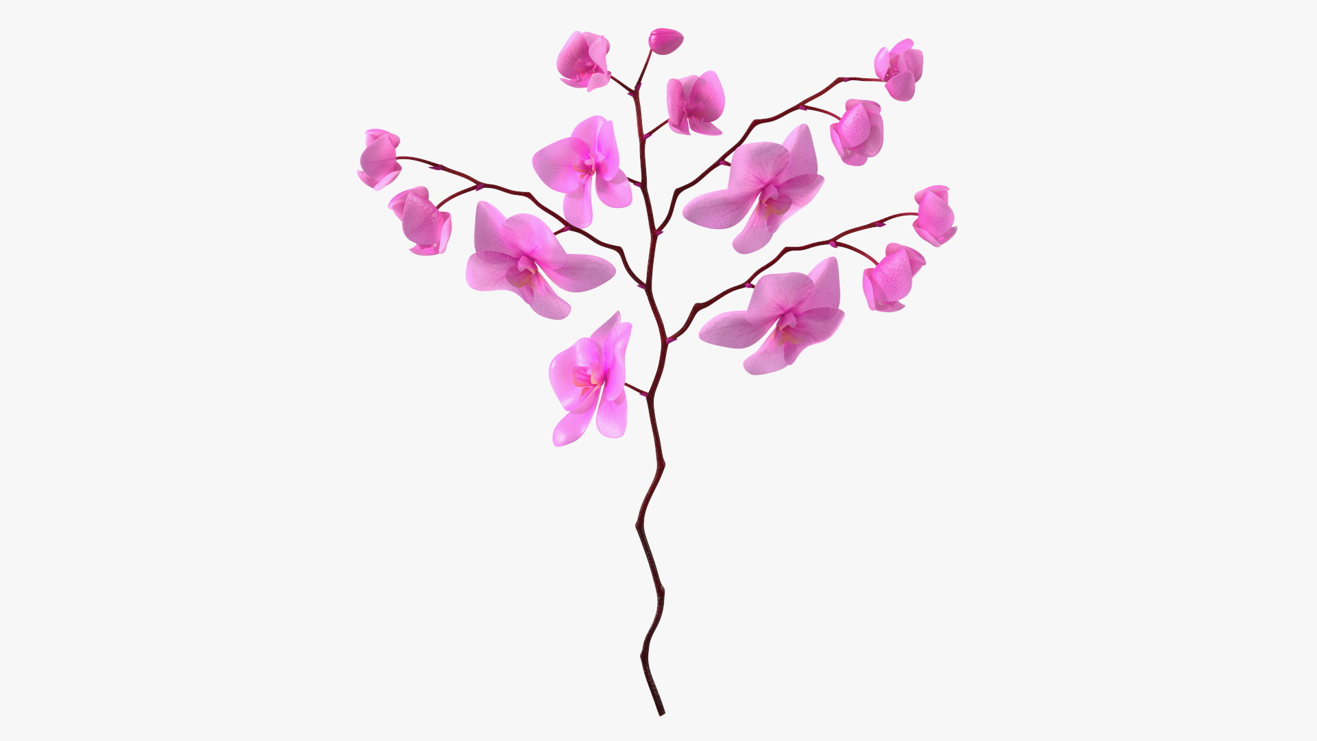 Pink Phalaenopsis Orchid 3D model