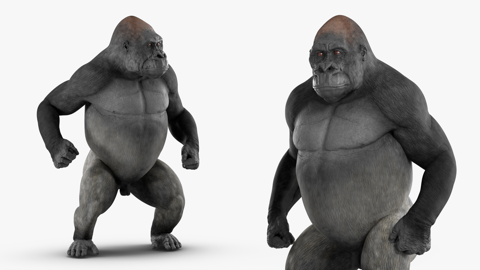 3D Roaring Gorilla Animated Rigged